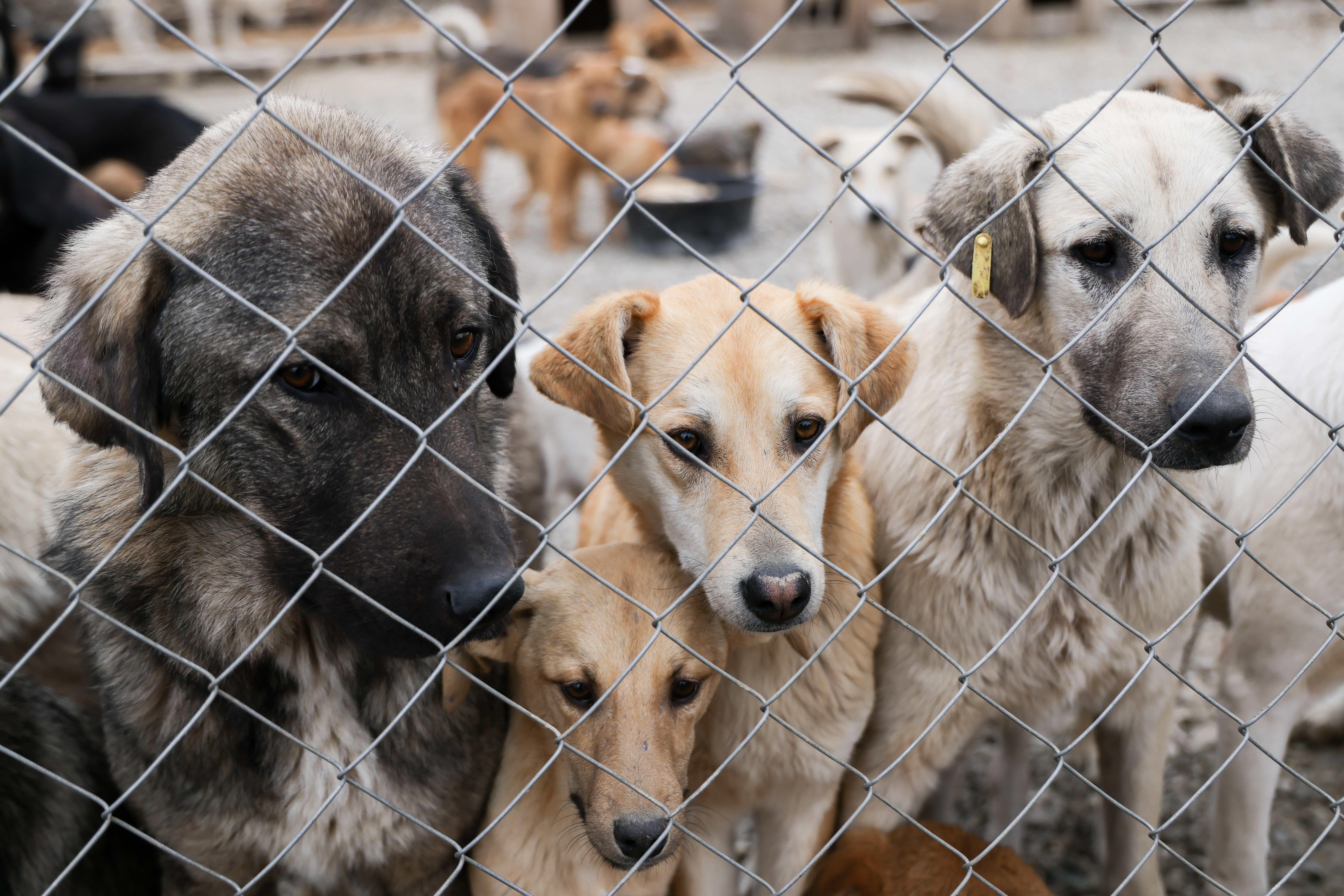 В Госдуме обсудили вопрос расширения полномочий регионов в отношении бездомных животных