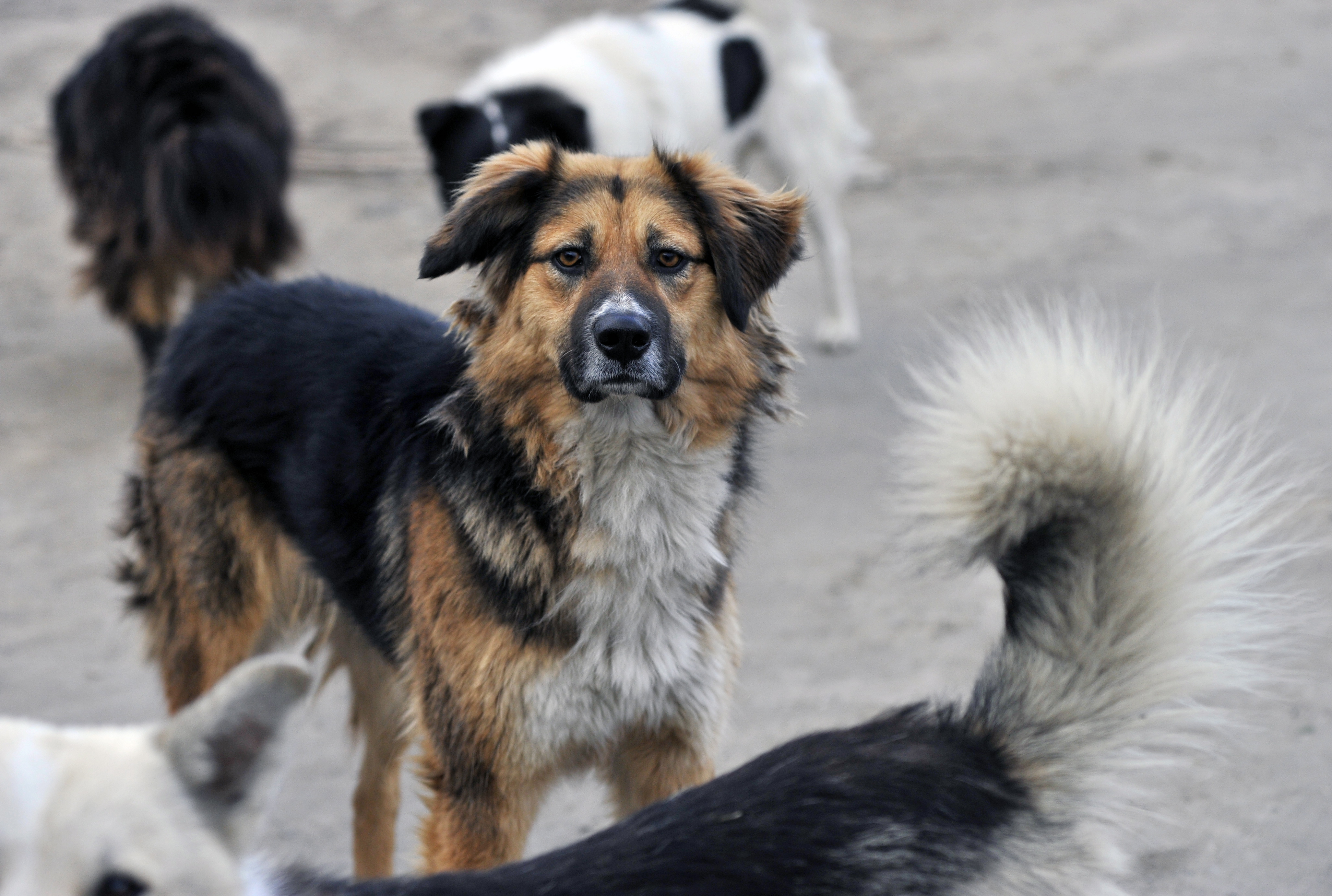 Законопроект о штрафах и уголовном наказании за нападение бездомных собак внесут в ГД на этой неделе 